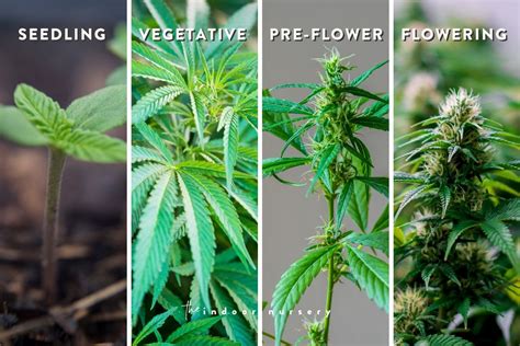 A Closer Look at the Financial Status of Indica Flower