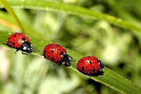 A Lasting Legacy: The Enduring Impact of the Iconic Lady Bug on Popular Culture