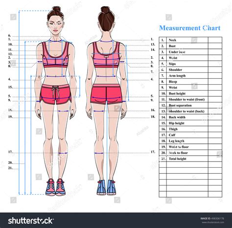 A Model's Body Measurements