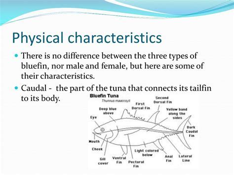 An Insight into Tuna Kimuratsu's Figure and Physical Appearance