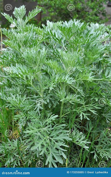 Artemisia Bush: Age and Height