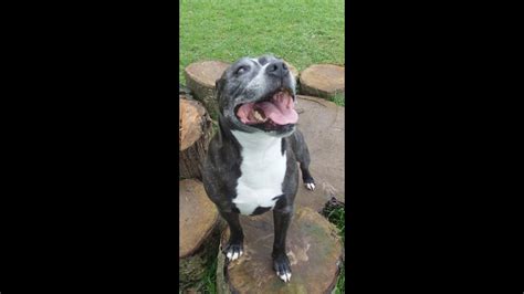 Beyond Acting: Staffie Babe's Versatility in the Entertainment World