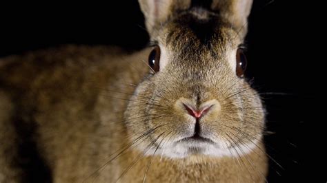 Biography of a Remarkable Rabbit