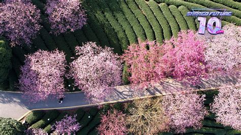 Cherry Blossoms' Journey to Achievement