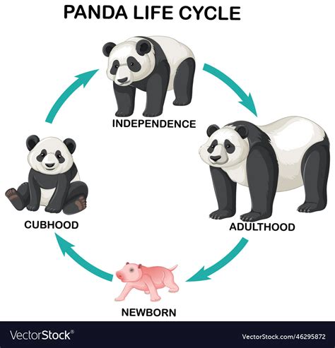Childhood and Early Life of Panda Evans