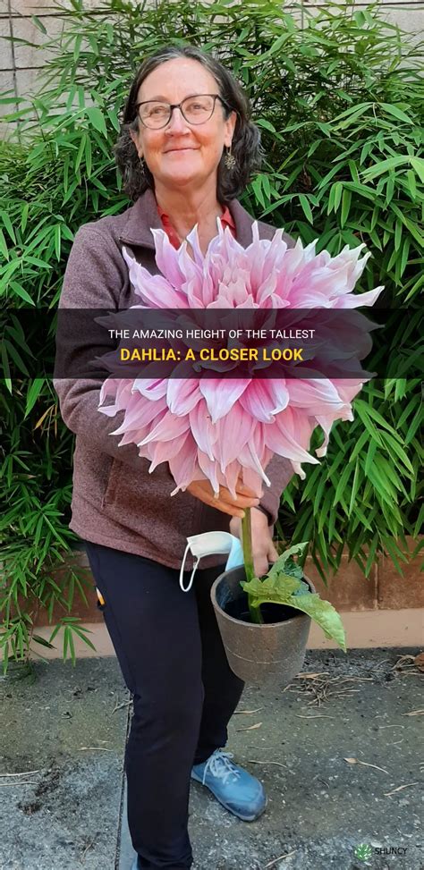 Dahlia Dane's Height: A Closer Look