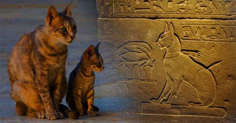 Early Life: Discovering the Origins of Feline Dubai