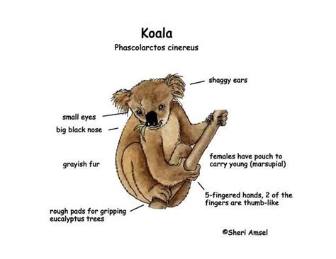 Exploring Koala Puffs' Height and Physical Appearance