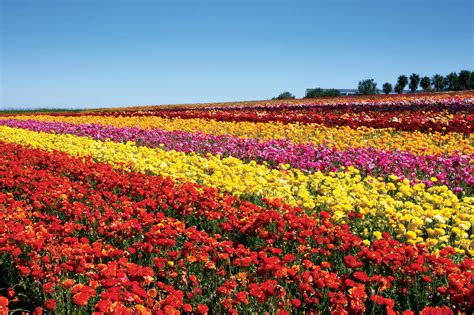 Exploring the Fascinating Aspects of Flower Fields
