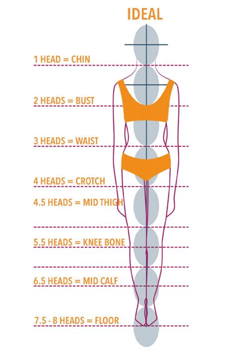 Figure: Body Measurements and Proportions