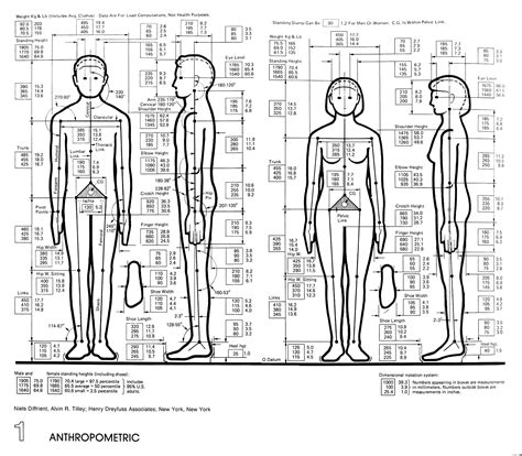 Height and physical figure