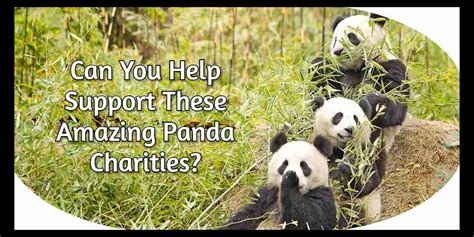 Philanthropy: The Charitable Endeavors of Panda Evans