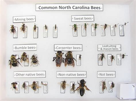 Rising Worth and Impressive Milestones of Carolina Bee