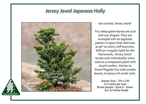 The Inspiring Journey of Jersey Jewel