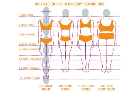 Unveiling the Figures: Measurements and Body Stats