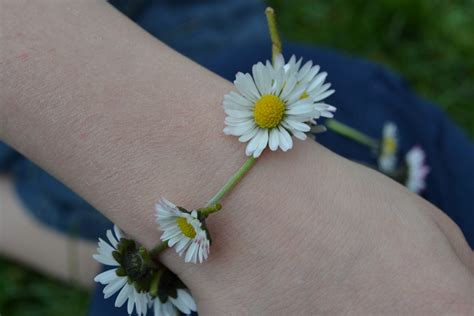 Unveiling the Personal Journey of Daisy Chains